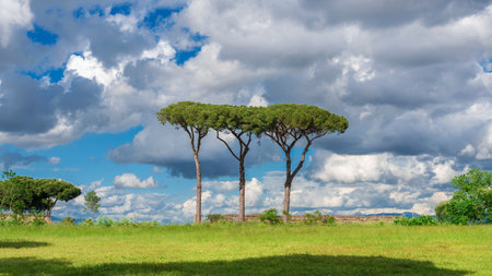Beautiful cloudy sky with three pine tree crowns as backgroundの写真素材