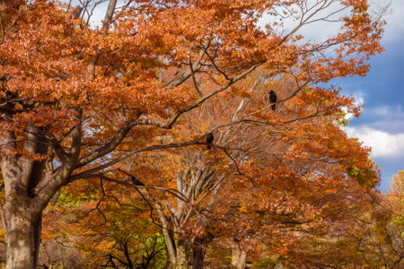 Autumn in Tokyo. Orange and brown leaves with black crows in Yoyogi Parkの写真素材