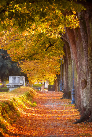 Autumn and foliage in Lucca. City walls park with linden yellow and orange leavesの写真素材