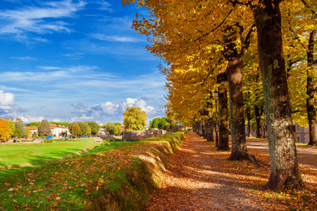 Autumn and foliage in Lucca. City walls park with linden yellow leavesの写真素材