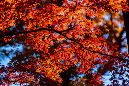 Autumn vibes. Backlit red maple leaves or Momiji background