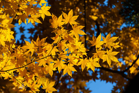Autumn vibes. Backlit yellow maple leaves or Momiji backgroundの写真素材