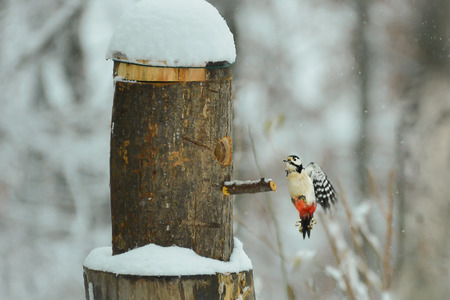 woodpecker flying towards the bird feeder in winterの写真素材