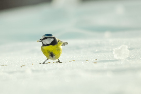 yellow tit on the white snow looks for foodの写真素材