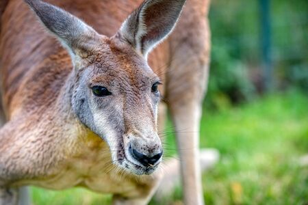 cangoro turns free for australiaの写真素材