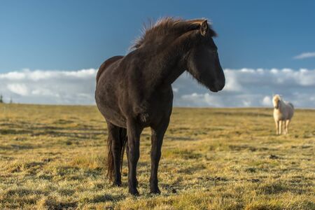 horses with beautiful and bushy mane of icelandの写真素材