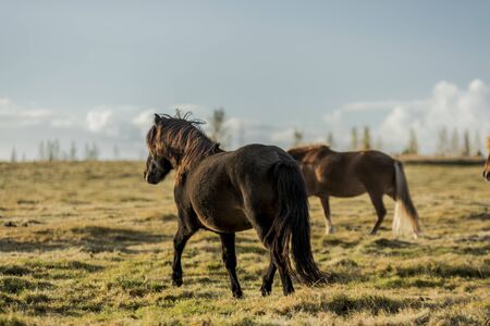 horses with beautiful and bushy mane of icelandの写真素材