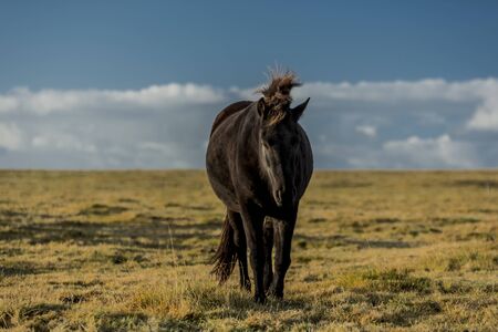 horses with beautiful and bushy mane of icelandの写真素材