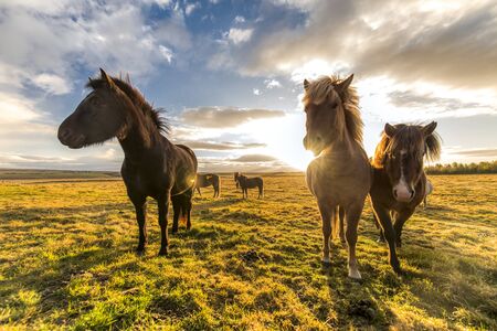 horses with beautiful and bushy mane of icelandの写真素材