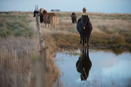 horses with beautiful and bushy maneの写真素材