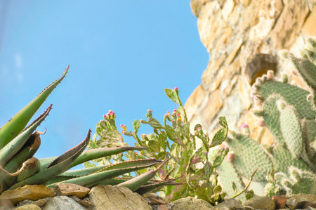 The beauty of the cactuses in Liguria under a blue sky