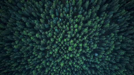 fir trees photographed from a drone in Switzerland