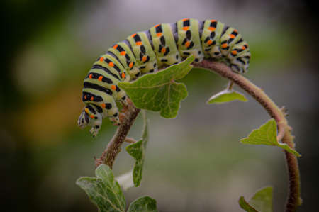 caterpillar on a leafの写真素材