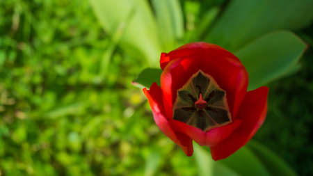 Isolated red tulip blooming in springの写真素材