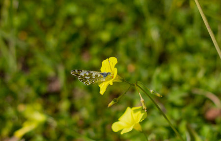Cute butterfly pollinating yellow oxalis in a gardenの写真素材