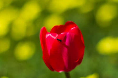 Little black beetle on red tulip in yellow gardenの写真素材