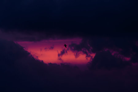 Cloudy red sunset with a silhouette of seagull flying on the background