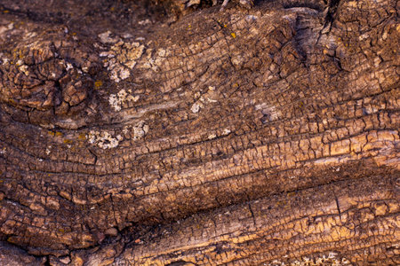 Olive tree texture for backgrounds