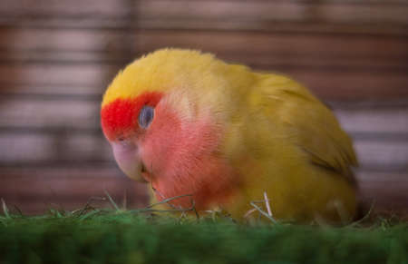 Fluffy red and yellow lovebird sleeping on grassの写真素材