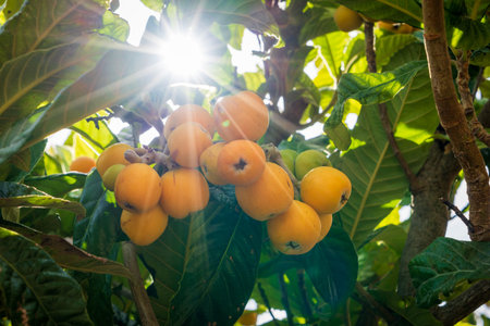 Juicy and tasty loquats in a tree with sun raysの写真素材