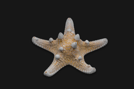 Isolated starfish on black background. Cut out light orange sea star