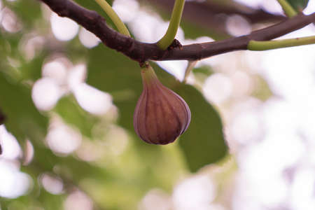 An unripe fig on a branch of ficus carica with blurred leaves at backgroundの写真素材