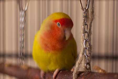 Fluffy red and yellow lovebird sleeping on her swingの写真素材