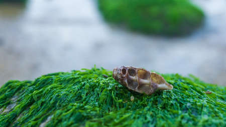 Seashell on the green grass in the garden. Selective focus.の写真素材