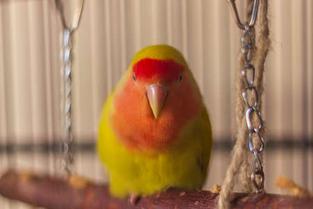 Fluffy red and yellow lovebird staring at camera on her swingの写真素材