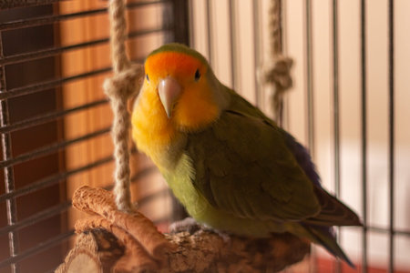 Portrait of a lovely peach-faced and green lovebird on her swing. Adorable bird pet staring at cameraの写真素材