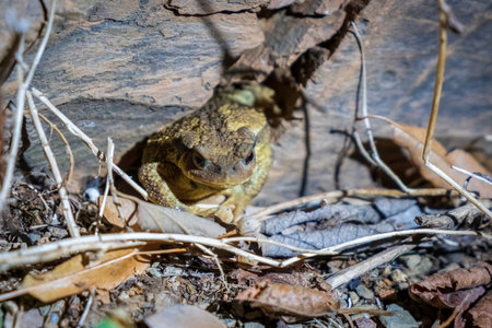 Common toad into his lair at night. Bufo bufo animal in the forest.の写真素材
