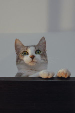 Male European Shorthair cat with green eyes posing for a photo. Adorable domestic Common European feline from below.の写真素材