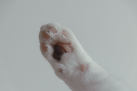 White cat's foot on a white background. Cat's paw close up.の写真素材