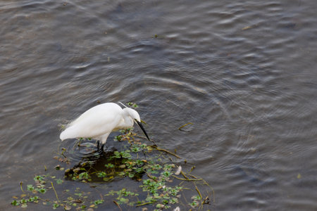 Egretta garzetta, also known as little egret, fishing at Onyar river in Girona. Beautiful white...
