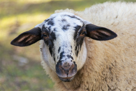 Portrait of a curious domesticated sheep in a farm. Dalmatian ovis aries face looking at camera in Olot, Catalonia.の写真素材