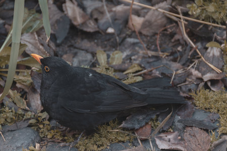 Blackbird (Turdus merula) sitting on the groundの写真素材