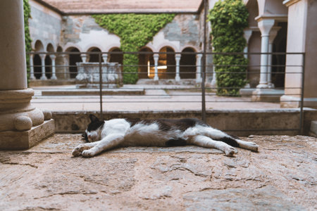 Cat sleeping on the stone floor in the courtyard of the palace.の写真素材