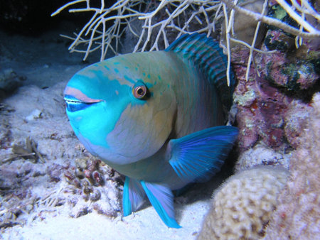 Parrotfishの写真素材