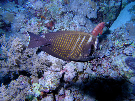 Coral reef