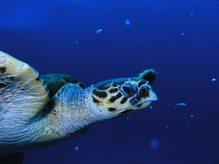 sea turtle
