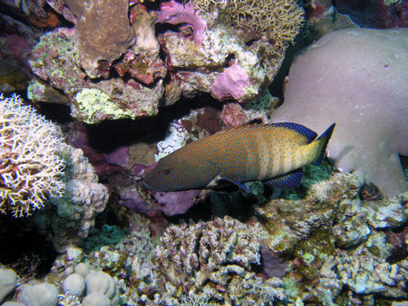 Coral grouperの写真素材