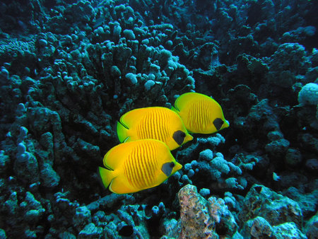 Butterflyfishの写真素材