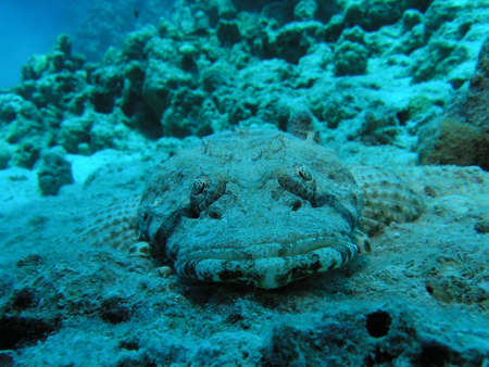 Crocodile Fishの写真素材