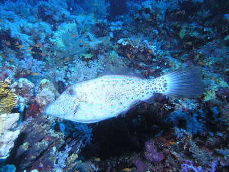 Coral reefの写真素材