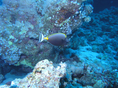 Surgeonfish