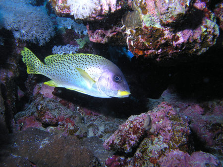 Blackspotted Grunt
