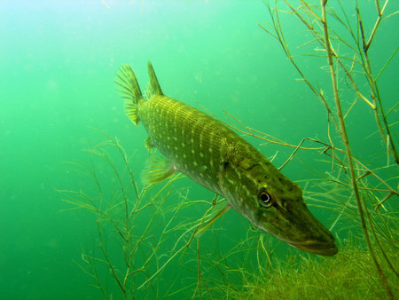 Pike in the lakeの写真素材