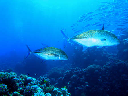 Bluefin Travellyの写真素材