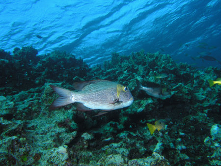 Bigeye emperor