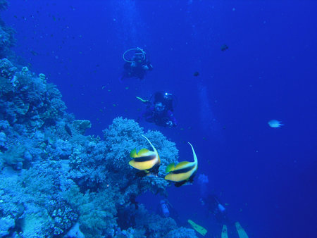 Coral scene